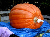 pumpkins_2008